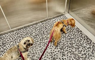 Two havanese waiting for elevator door to open and one looking at camera
