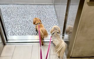 Two havanese on leashes walking confidently off elevator