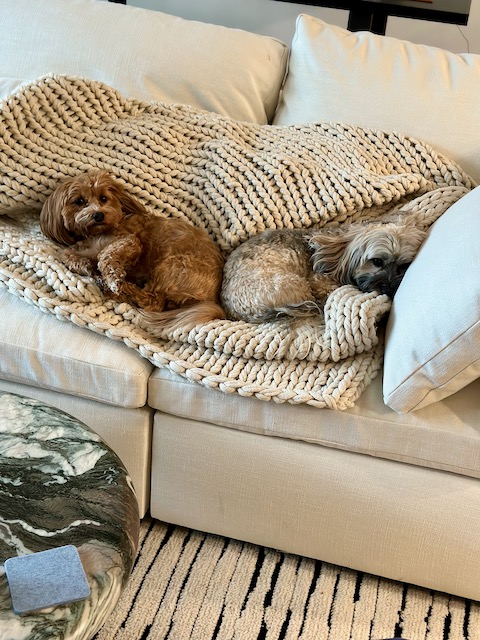 Two havanese snuggled into knit blanket on sofa