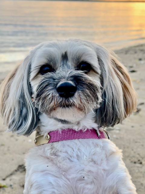Closeup of Havanese in pink collar with sunset on beach
