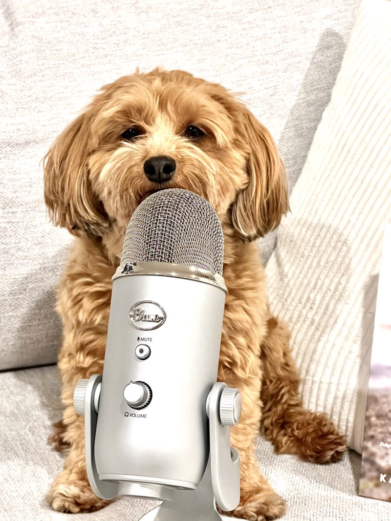 Talking Dog: Red Havanese sitting behind large silver microphone