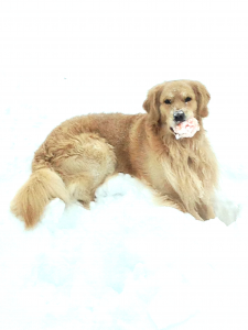 Picture of beautiful, healthy male golden retriever lying in snow with frozen tennis ball
