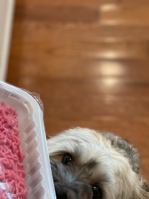 Partial image of small dog's face sniffing partial image of ground beef in grocery packaging