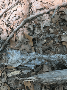 snakeskin in woods