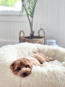 Red Havanese In Round White Orthopedic Bed