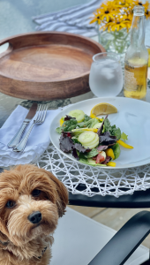 Small red havanese sitting at table in front of white plate with salad on it