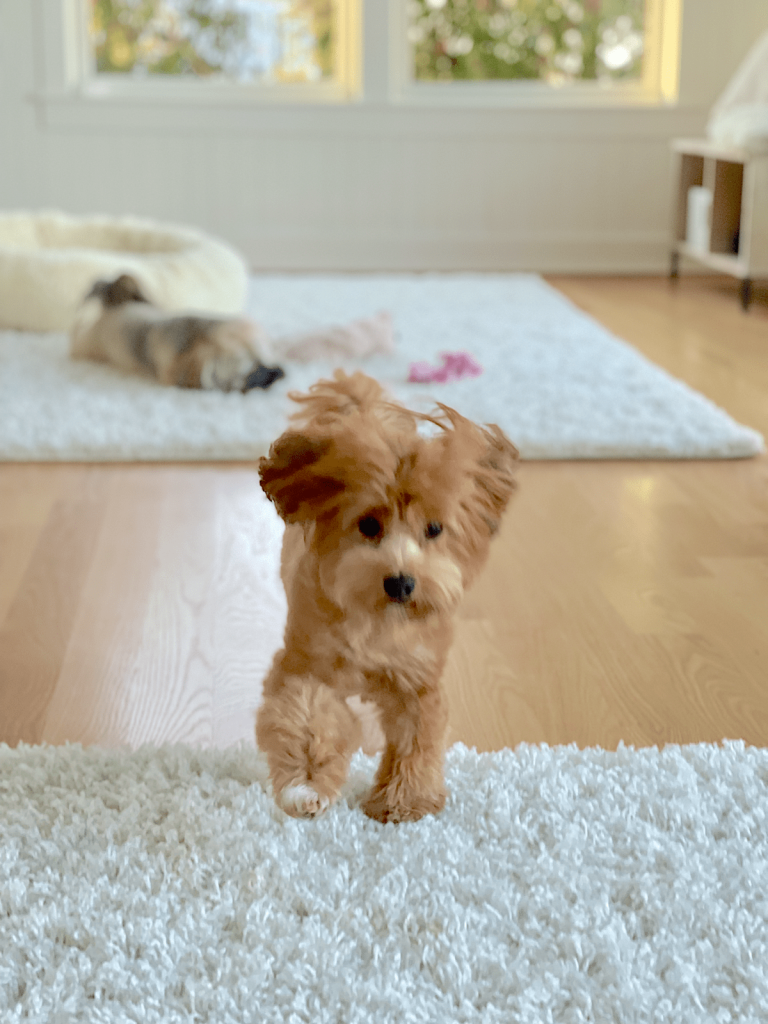 Small Red Havanese Running to Play