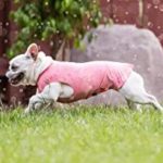 picture of UV protectant t-shirt for dogs