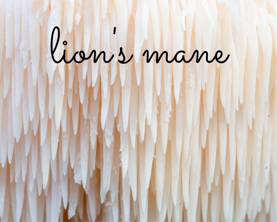 Close up of lion's mane mushroom