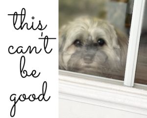 Havanese looking through window