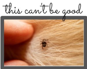 Unattached tick on dog hair with human fingers separating hair