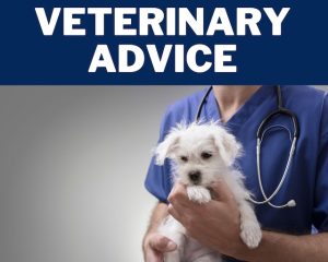Veterinarian holding small white, scruffy dog