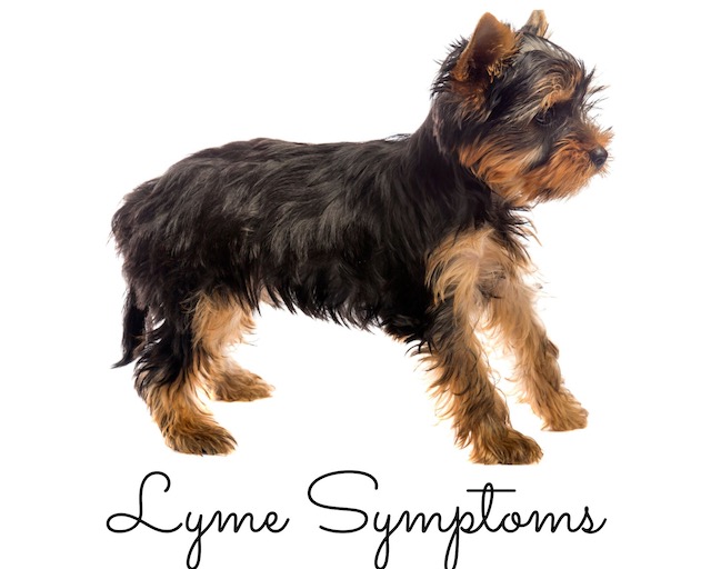 Small black and gold terrier with slightly arched back and words 