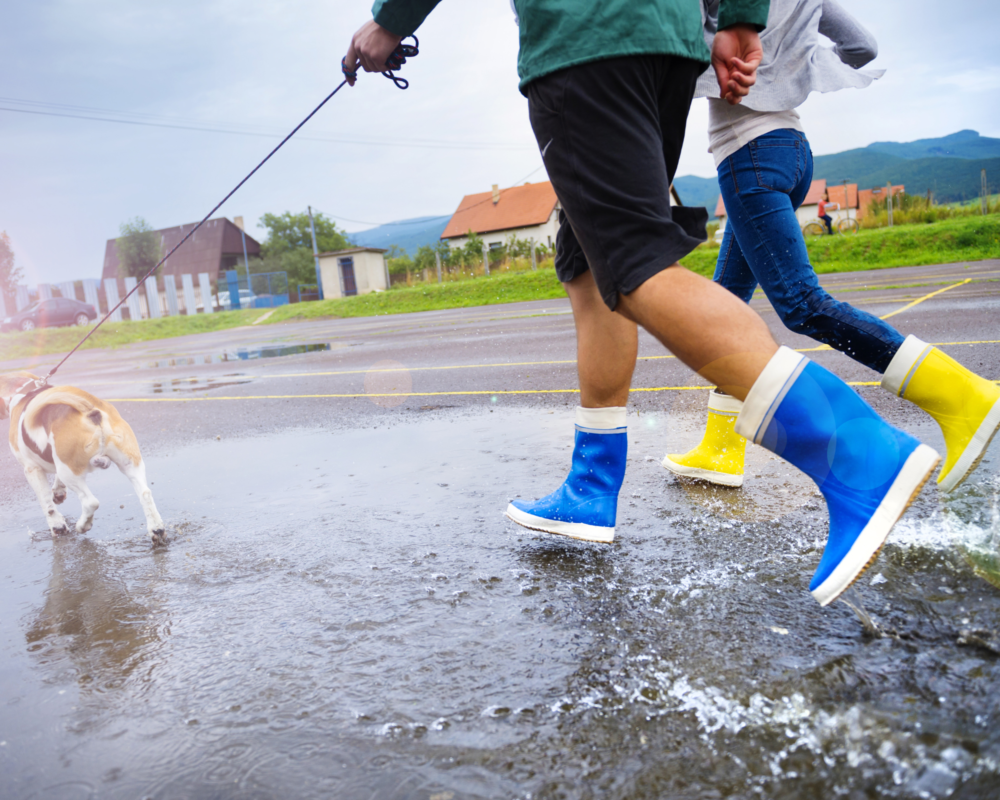 two people wearing brightly colored blue and yellow rain boots splashing through puddle and walking beagle