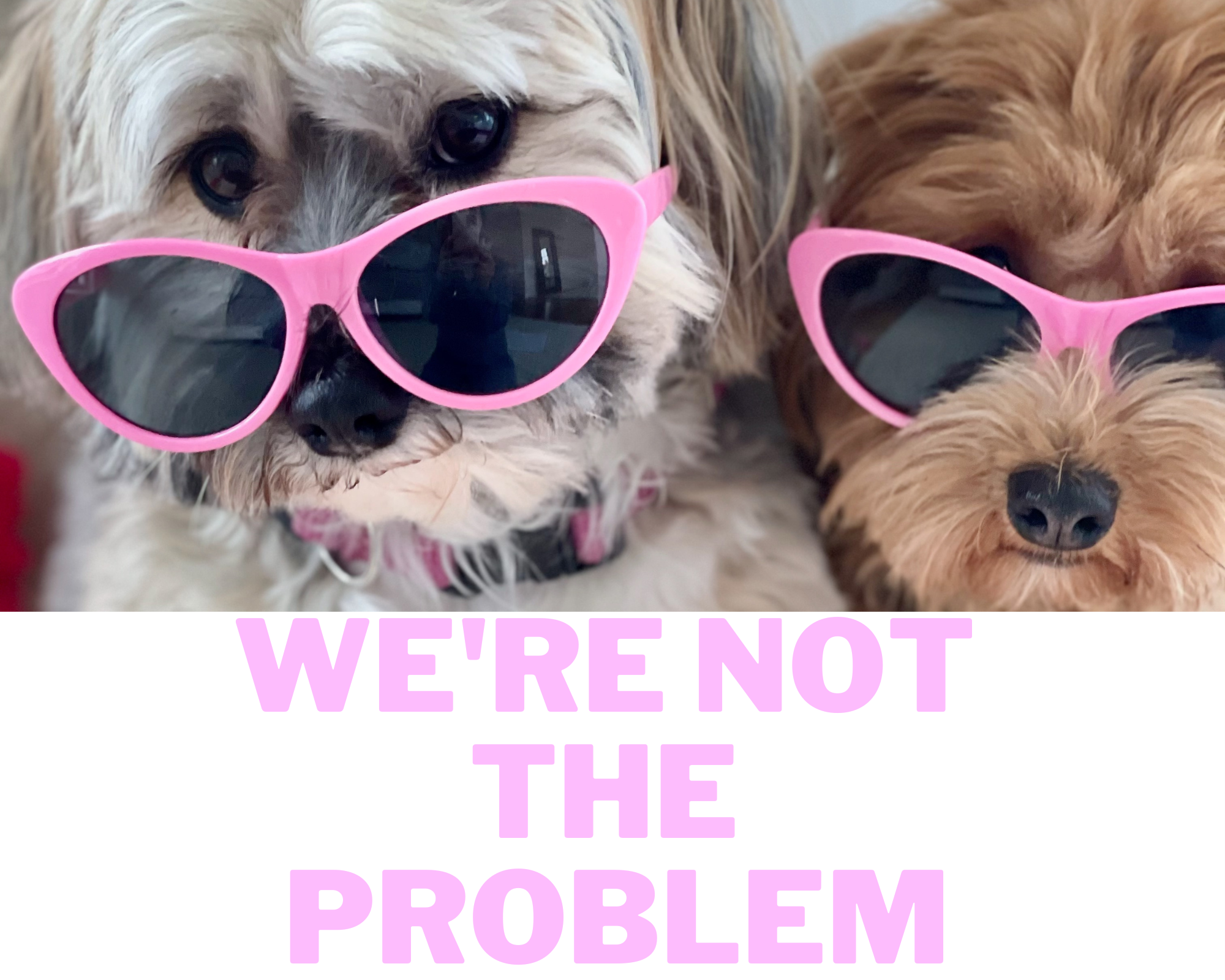 Two cute Havanese in Pink Cat-eye sunglasses with words "we're not the problem" below as caption