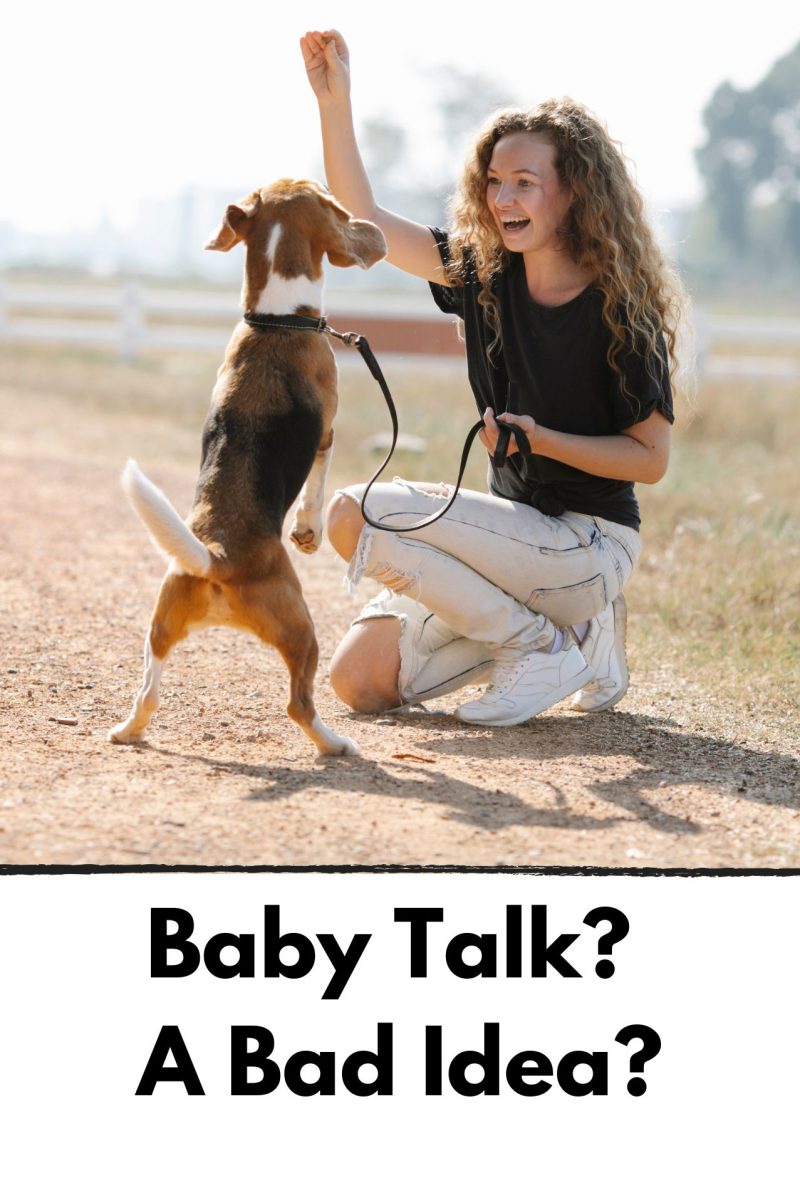 Smiling young woman with beagle leaping to get treat