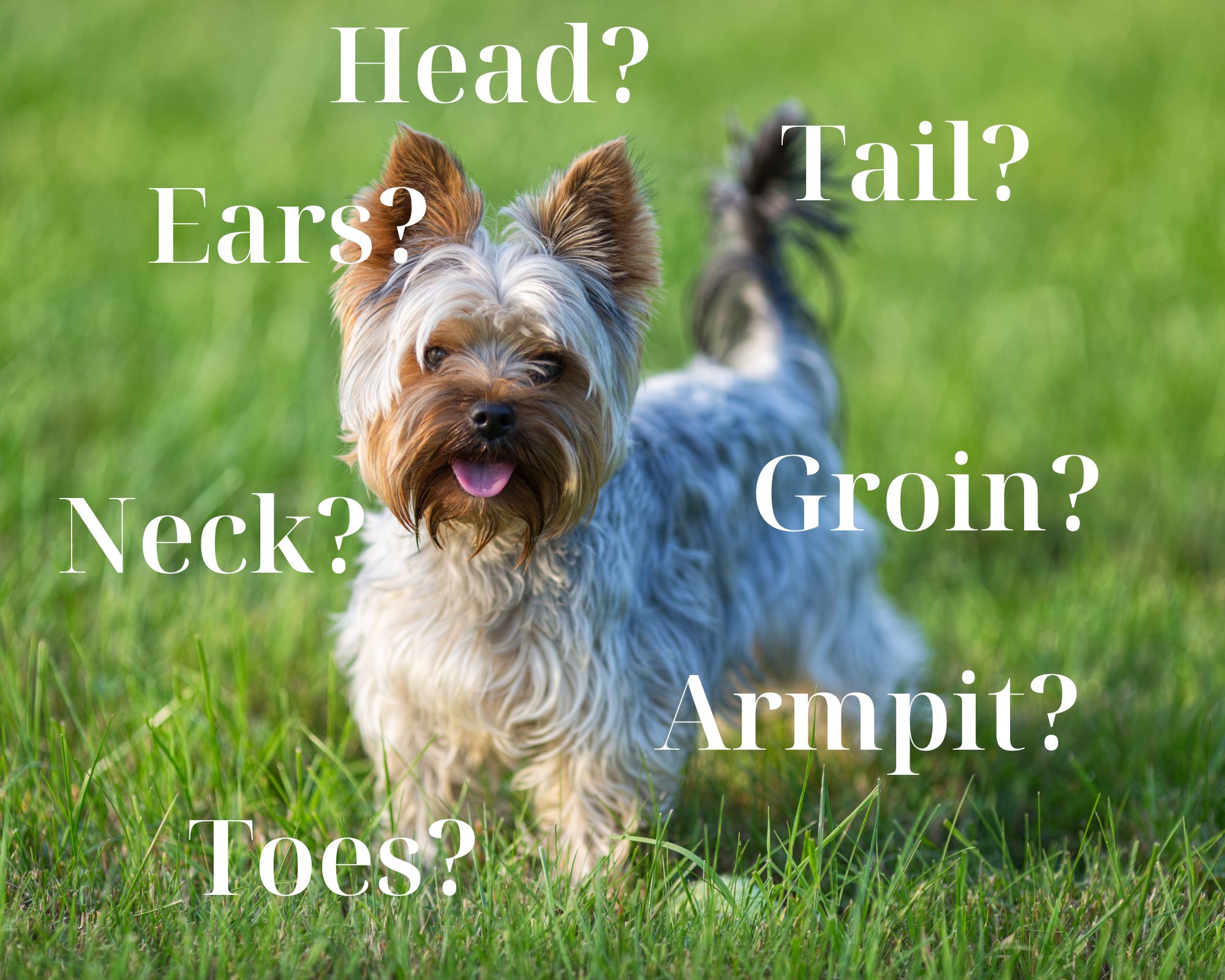 Alert terrier in grass facing camera with text superimposed listing body parts where ticks attach