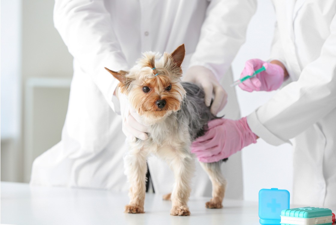 Yorkie Terrier Receiving Vaccine