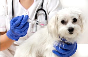 Small White Dog receiving vaccination