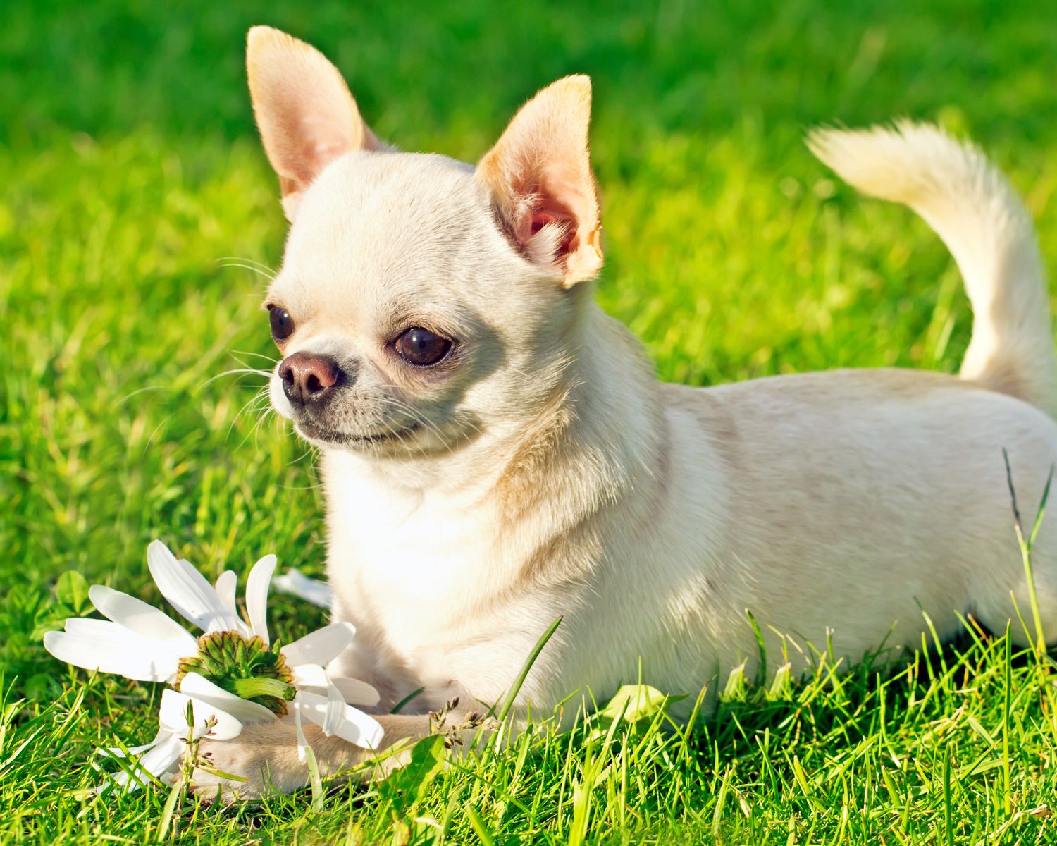 short-haired chihuahua with daisy on green grass