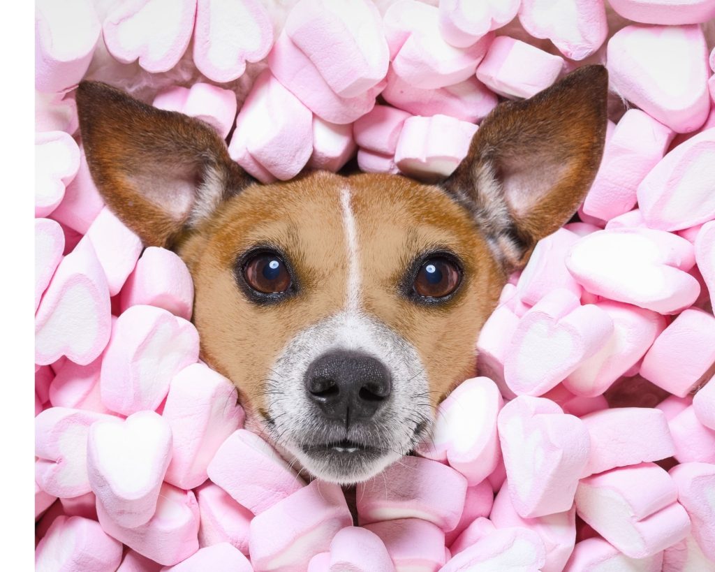 Small short-haired dog peeking out from bin of pink heart marshmallows