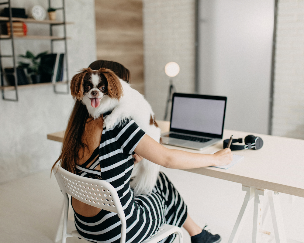 Woman at computer holding anxious small dog