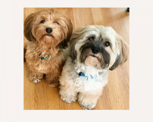 Two adult Havenese looking expectantly at camera, waiting for their dinner