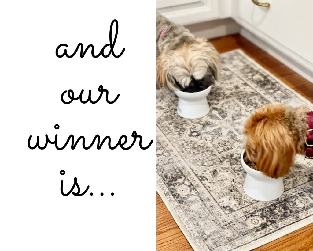 Picture of two Havanese eating from raised ceramic bowls