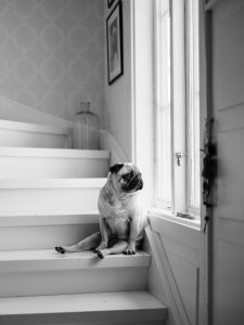 Pug sitting with legs splayed at bottom of stairs.