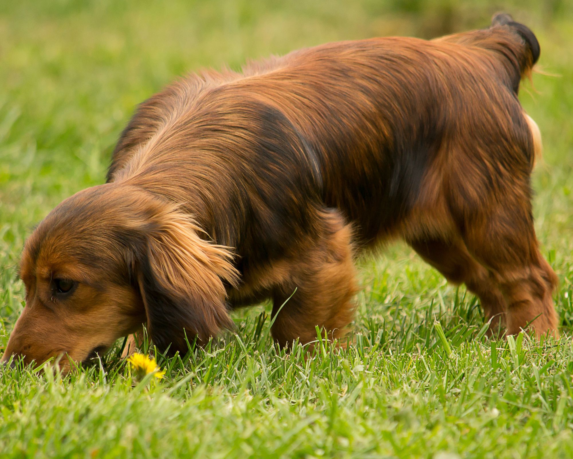Red long-haired dachshund sniffing grass