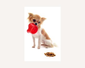 Chihuahua mix puppy holding red dog food bowl in mouth while looking skeptically at kibble she's dumped on floor