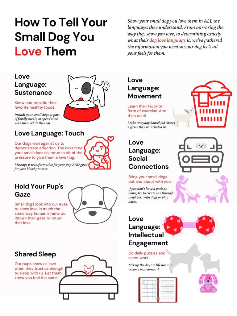 infographic listing ways to show small dogs love