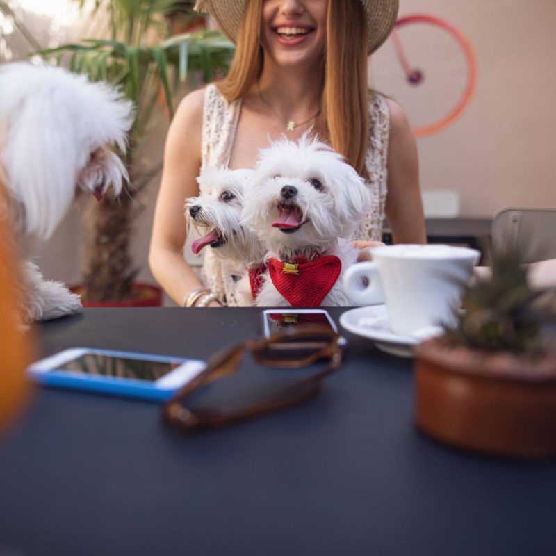 Two smiling maltese on lap of smiling young woman at restauarant