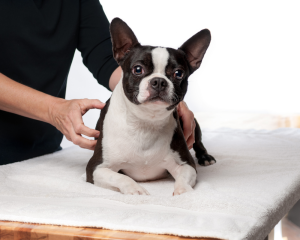Boston terrier being massaged on table