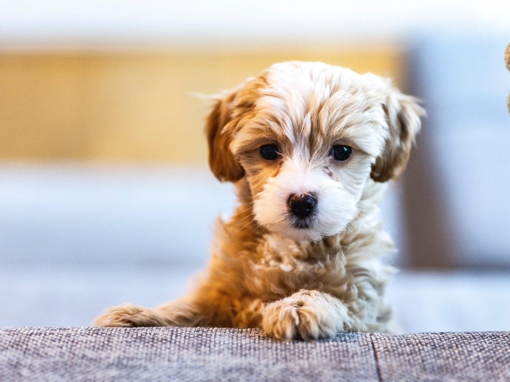 Cute puppies can come from good breeders and bad