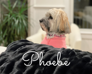 Black, silver, and gold Havanese in pink sweater peeking over sofa