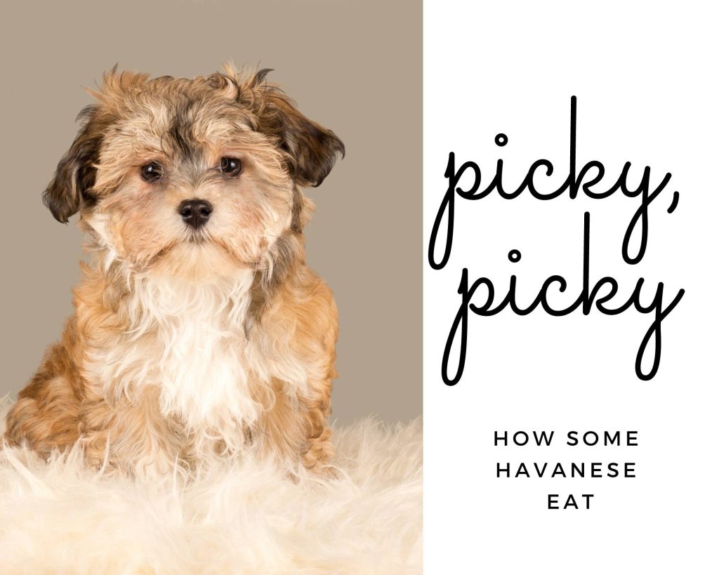 Picture of stubborn looking Havanese puppy next to words 'picky, picky'
