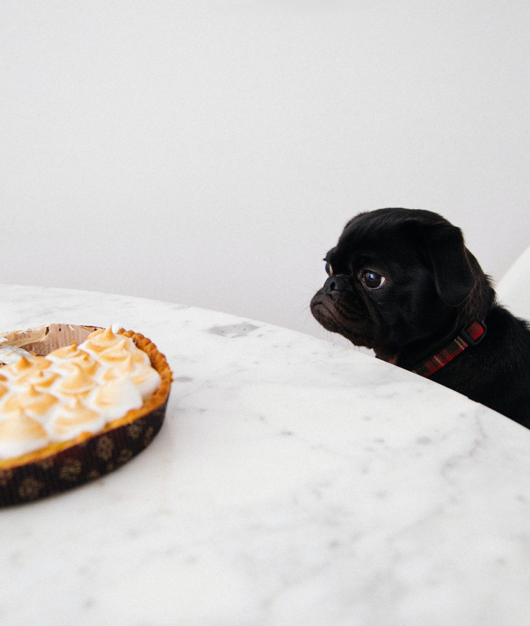 small dog staring at food