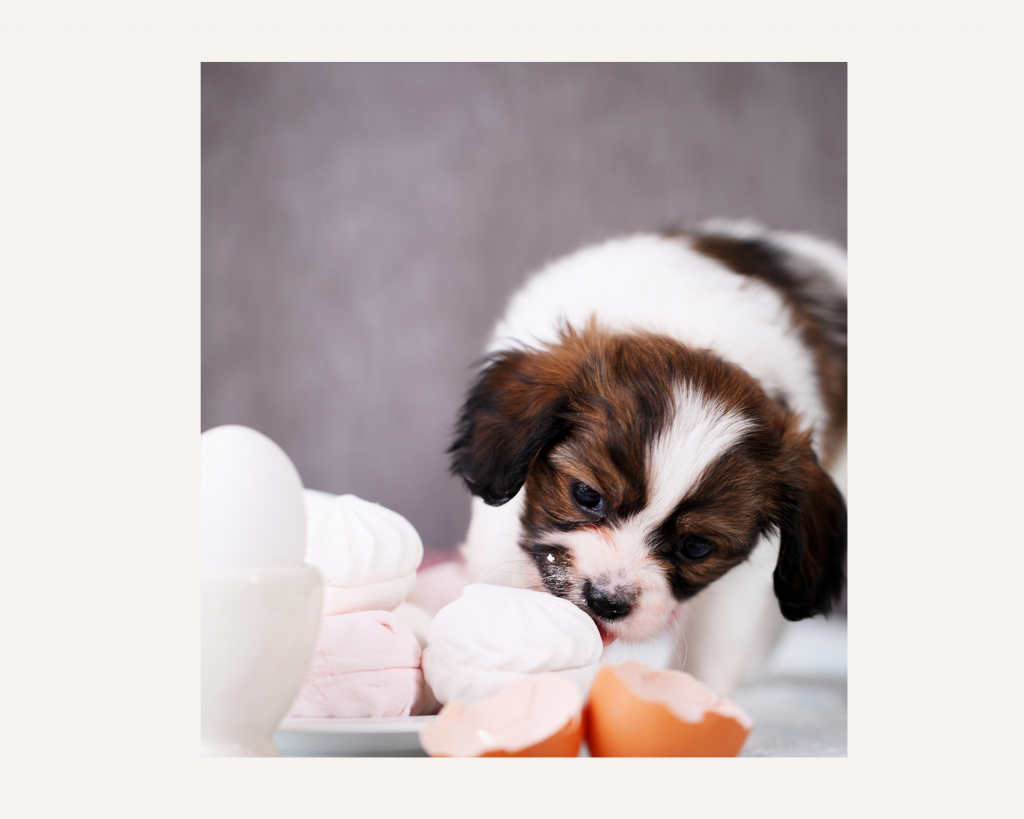 Small breed brown and white puppy sniffing egg biscuit on plate with whole white egg and brown egg shells in foreground