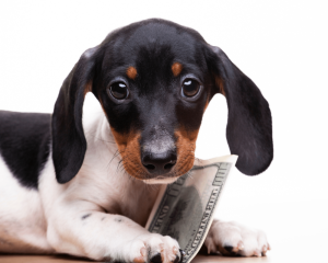 black and tan puppy holding $100 bill