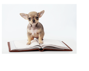 Chihuahua standing on open book