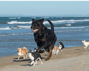 Rottweiler running with 4 chihuahuas on beach