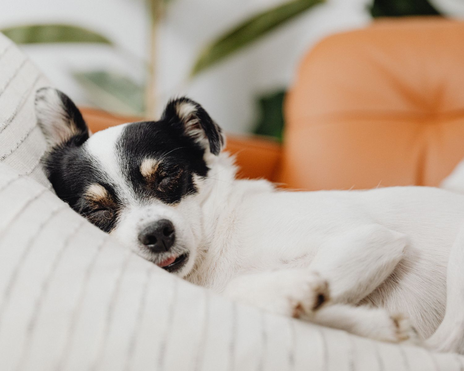 Black, tan, and white small terrier sleeping on bed with white blanket and orange pillows in background