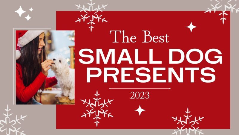 Decorative photo with smiling woman in christmas hat feeding treat to small dog. Text reads 'The Best Small Dog Presents 2023'