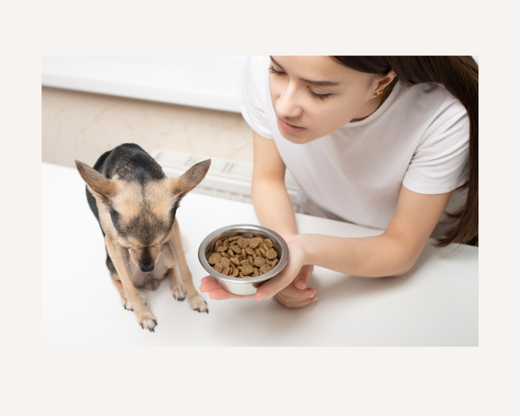 Small mixed breed dog refusing to eat small bowl of kibble offered by his owner.