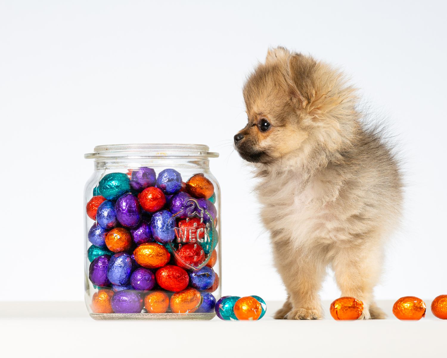 Small dog puppy standing and sniffing jar of chocolates