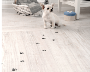 Chihuahua puppy making muddy prints