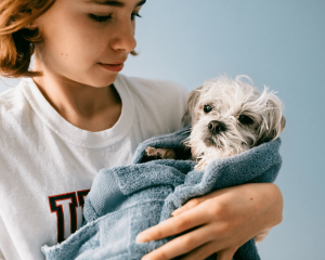 Teen Girl Holding Small Dog Wrapped in Bath Towel