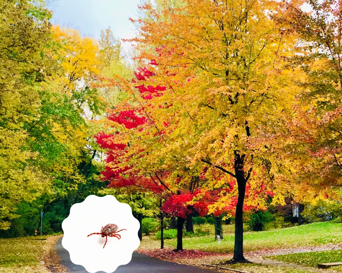 Beautiful gold and red fall trees with path and then inset of tick on white background