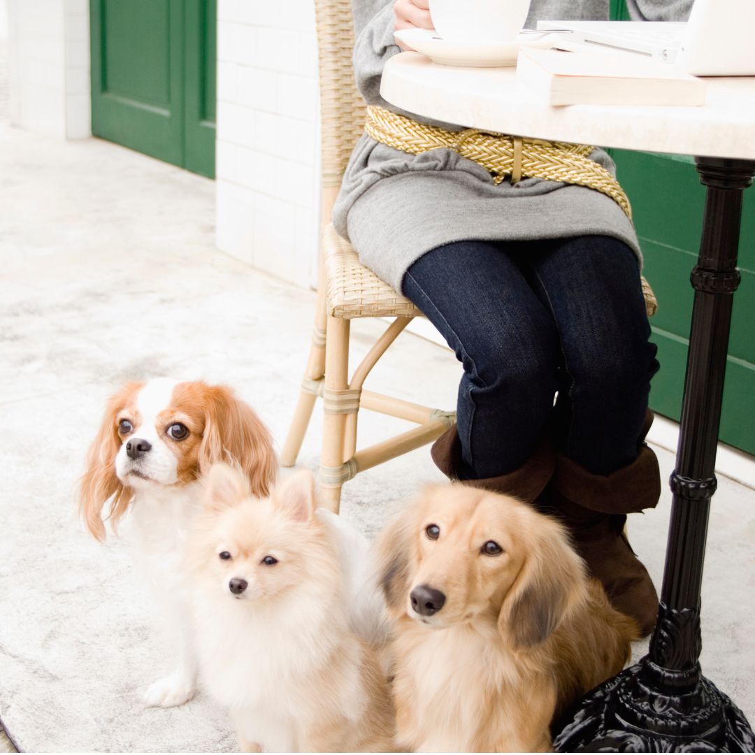 Long-haired dachshund, cavalier, and another small dog on sidewalk near cafe table
